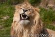 A Lion at Chester Zoo